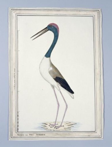 Ephippiorhynchus asiaticus ? (Black-necked stork)