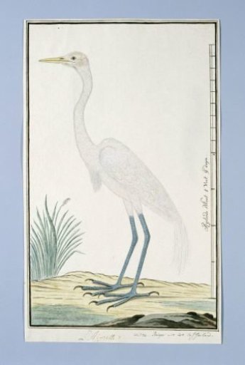 Ardea alba (Great egret)