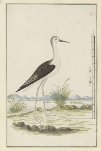 Himantopus himantopus ? (Black-winged stilt)