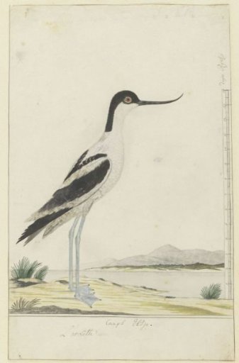 Recurvirostra avosetta (Pied avocet)