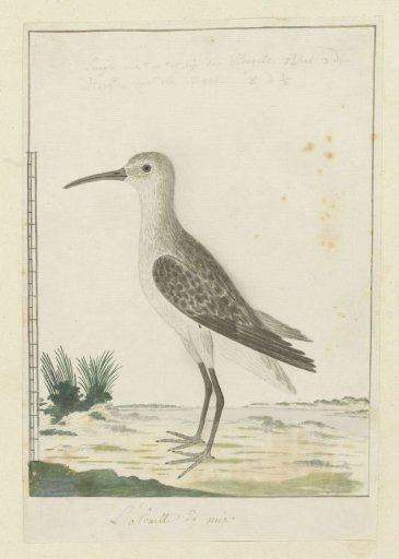Calidris ferruginea (Curlew sandpiper)