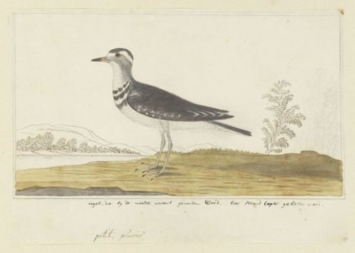 Charadrius tricollaris (Three-banded sandplover)