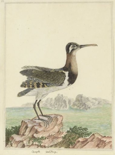 Rostratula benghalensis (Greater painted-snipe)