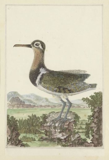 Rostratula benghalensis (Greater painted-snipe)