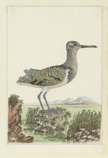 Goudsnip (Rostratula benghalensis) in a detailed landscape