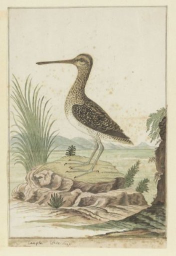 Gallinago nigripennis (Ruff)