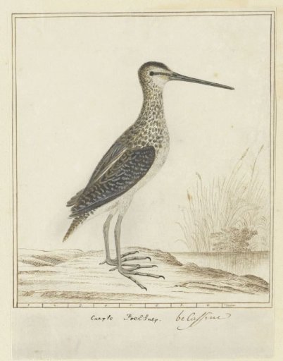 Gallinago nigripennis nigripennis (African snipe)