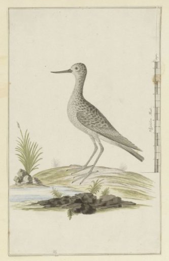 Tringa nebularia (Common greenshank)