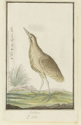 Botaurus stellaris capensis (Eurasian bittern or great bittern)