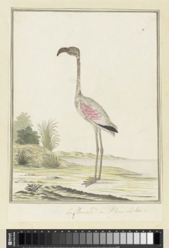 Phoeniconaias minor (Lesser flamingo)