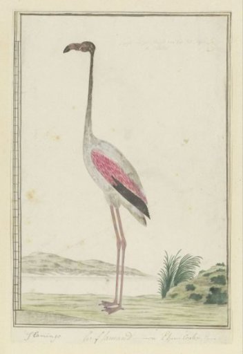 Phoenicopterus ruber roseus (Greater flamingo)