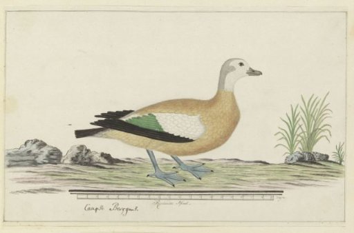 Tadorna cana (South African shelduck or Cape shelduck)