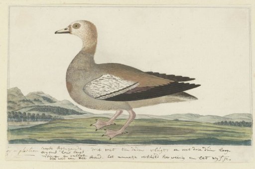 Alopochen aegyptiacus (Egyptian goose)