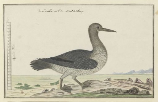 Phalacrocorax capensis (Cape cormorant)