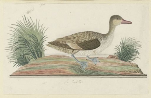 Anas erythrorhyncha (Red-billed teal)