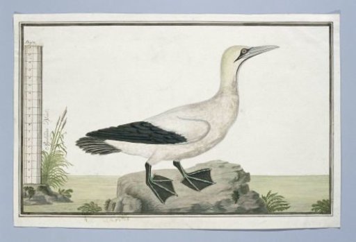 Morus capensis (Cape gannet)