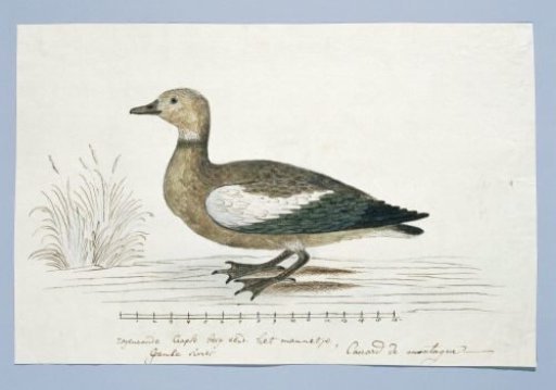 Tadorna cana (South African shelduck)