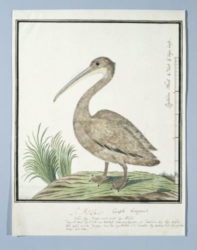 Pelecanus rufescens (Pink-backed pelican)