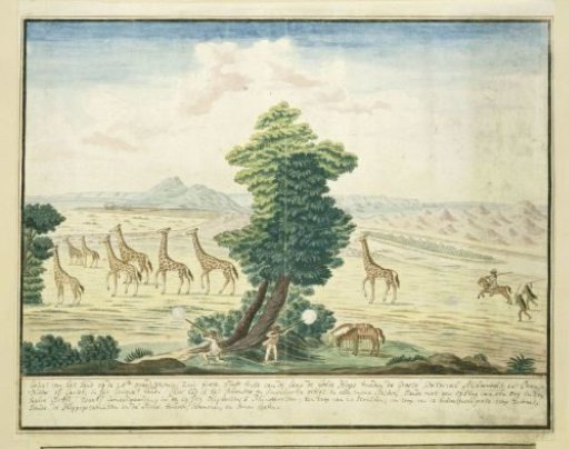 Giraffe-hunt near the Orange River in the vicinity of the Augrabies Falls on the Orange River