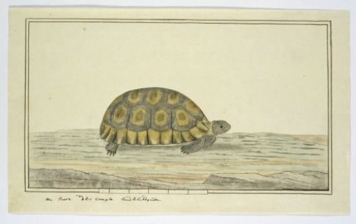 Chersine angulata (Angulate tortoise)