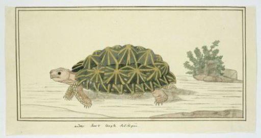 Psammobates tentorius (Tent tortoise)