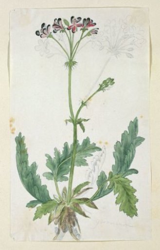 Pelargonium pulchellum Sims (Nonesuch pelargonium)
