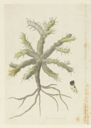 Monsonia patersonii or Monsonia sp.