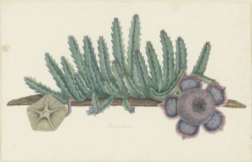 Orbea verrucosa (Masson) L.C. Leach. (Hirsute stapelia)