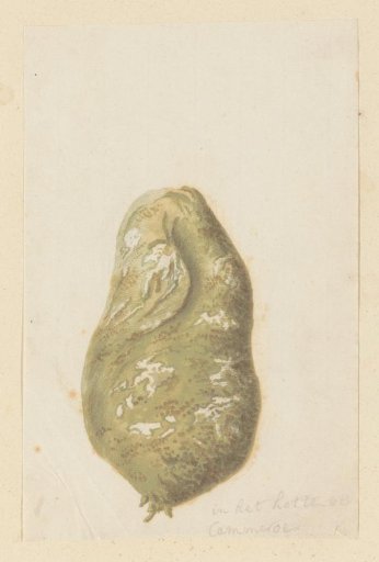 Hydnora africana Thunb., bulb (Jackal-food plant)
