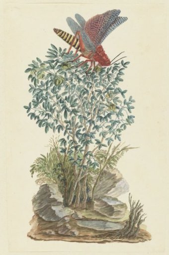 Dictyophorus spumans (Koppie foam grasshopper) perched on a Zygophyllum sp. (Caper bean)