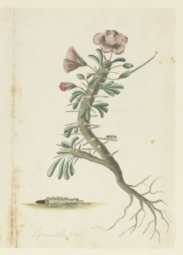 Geranium spinosum