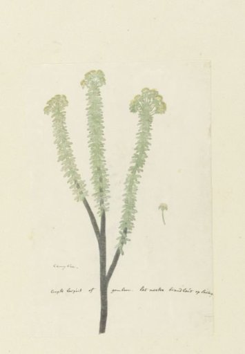Euryops lateriflorus (L.f.) DC. (Cape gumtree)