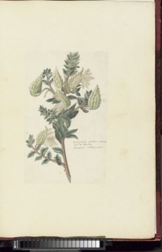 Asclepias cancellata or Gomphocarpus cancellatus Burm.f. Bruyns (Cape or Cotton milkweed)