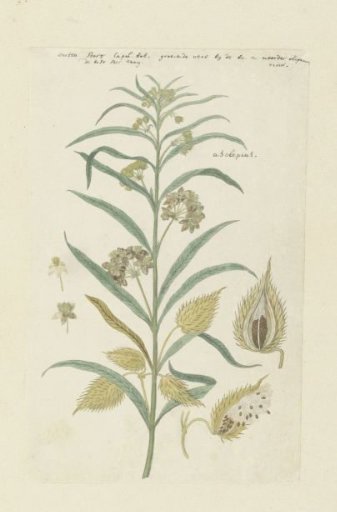 Gomphocarpus fruticosus, formerly Asclepias fruticosa (Tennis-ball milkweed)