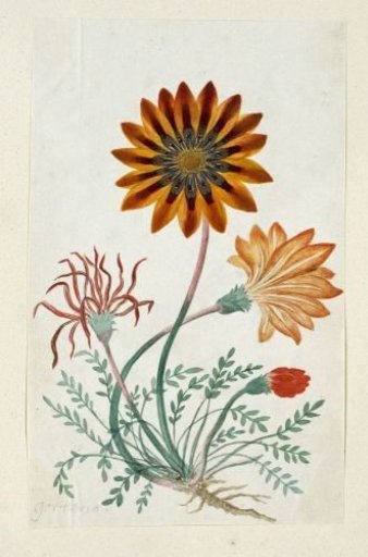 Gorteria diffusa