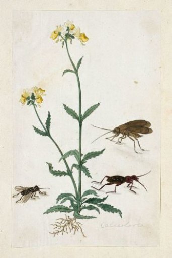 Calceolaria with three insects (Slipperwort)