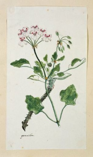Pelargonium echinatum W. Curtis (Prickly-stemmed pelargonium)