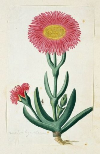 Carpobrotus quadrifidus L. Bolus