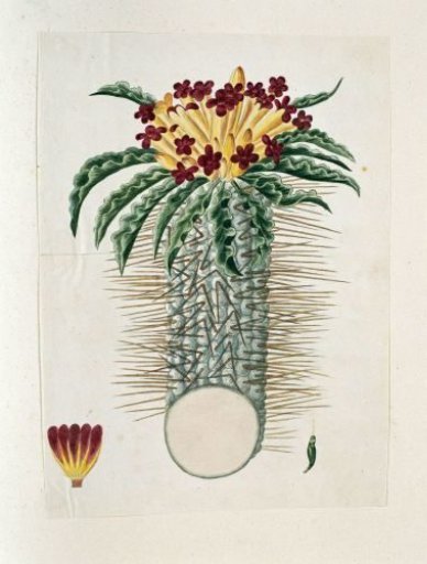Pachypodium namaquanum (Wylie ex. Harv.) Welw (Halfman)