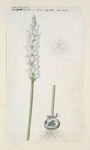 Ornithogalum conicum Jacq.
