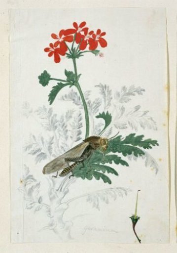 Pelargonium fulgidum L'Hérit, with a Gryllida (cricket)
