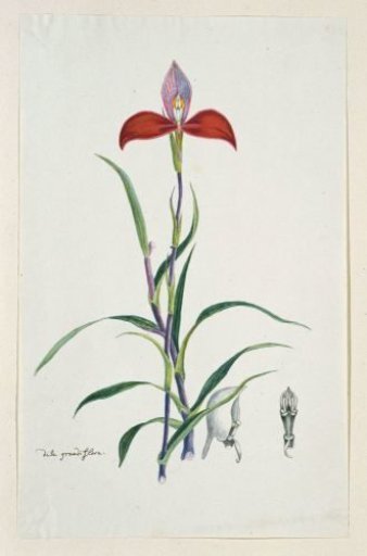 Disa uniflora Bergius (Red disa; or Pride of Table Mountain)