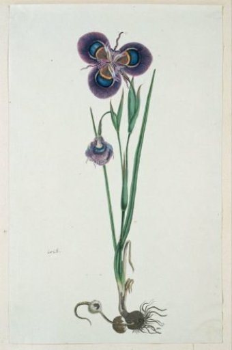 Moraea villosa Ker-Gawl. (Cape tulip)