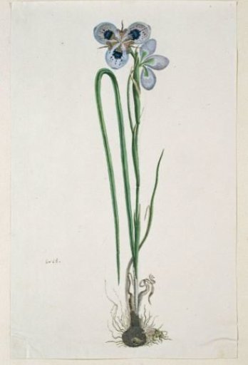 Moraea aristata (D. Delaroche) Aschers & Graebn. (Blue-eyed uintjie)