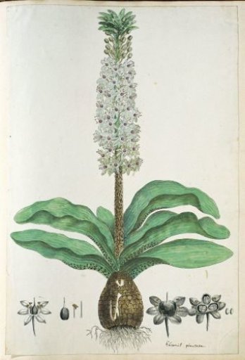 Eucomis humilis Bak. (Pineapple flower or Kuifplant)
