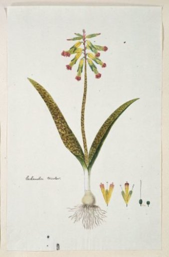 Lachenalia aloides (L.f.) Engl. var. aloides (Opal flowers)