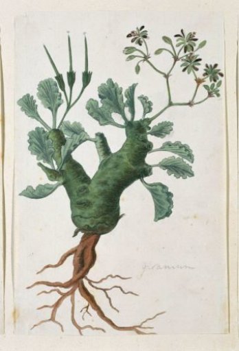 Pelargonium klinghardtense Knuth