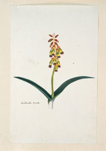 Lachenalia aloides (L.f.) Engl. var. quadricolor