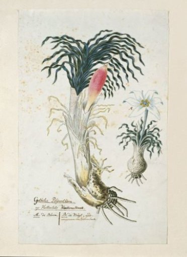 Gethyllis ciliaris (Koekemakranka)