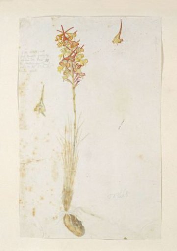 Disa porrecta Swartz